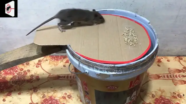 Video thumbnail for Piège à rats sans tracas  Découvrez la méthode la plus simple pour fabriquer un piège avec un seau