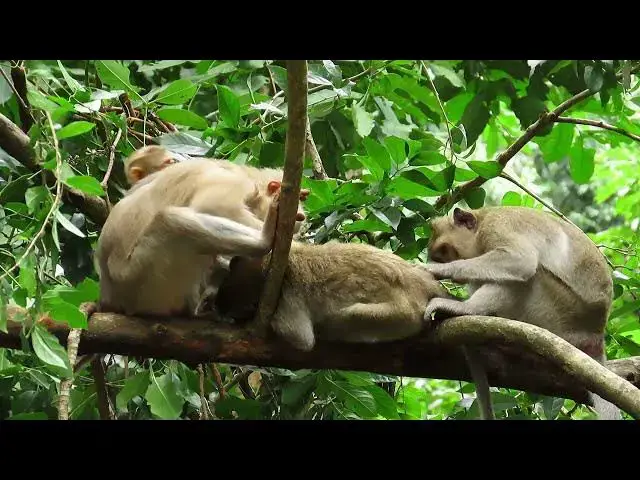 Video thumbnail for MonkeyThe baby monkey jumps up and down, afraid of falling.#The baby monkey jumps up and down,