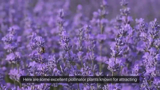 Video thumbnail for Pollinator Plants for Bees