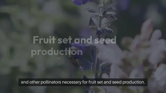 Video thumbnail for Pollinator Plants in Vegetable Gardens