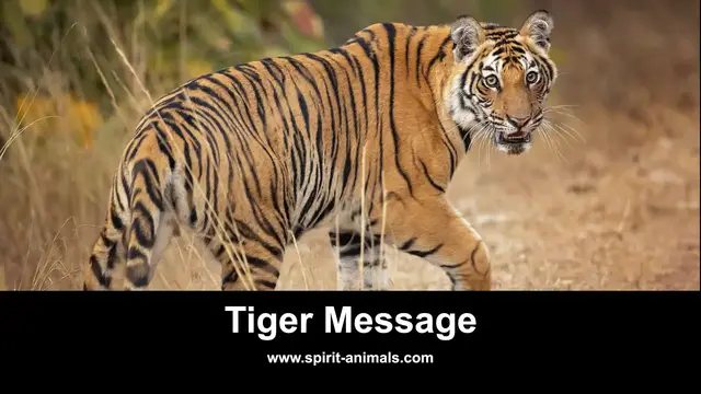 Video thumbnail for Tiger