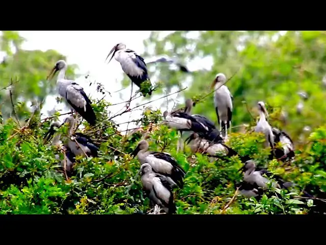 Video thumbnail for Amazing of Lake - All nest &  bird in lake at Avean Zoo lake