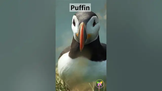 'Video thumbnail for Puffin Vertical'