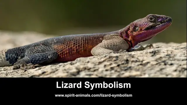 'Video thumbnail for Lizard Symbolism'