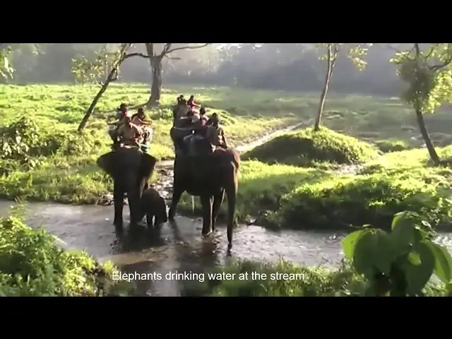 'Video thumbnail for Elephant Safari Jaldapara'