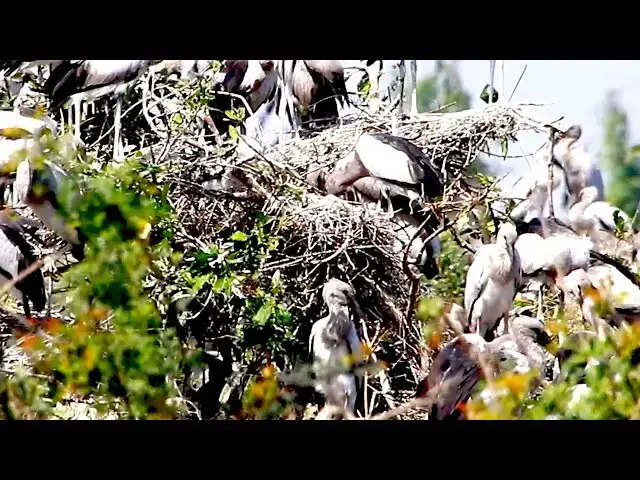 Video thumbnail for Amazing of Lake - A lot bird made nest ar Acean area bird