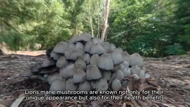'Video thumbnail for Lion’s Mane Mushroom Recipe_ Sautéed Delight'