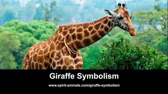 Video thumbnail for Giraffe Symbolism