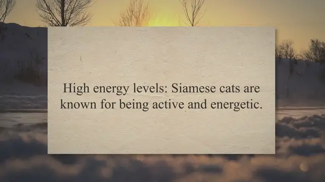 Video thumbnail for 6 Reasons why Siamese Cats are so Aggresive?
