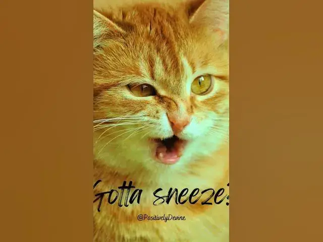 Video thumbnail for Gotta Sneeze?