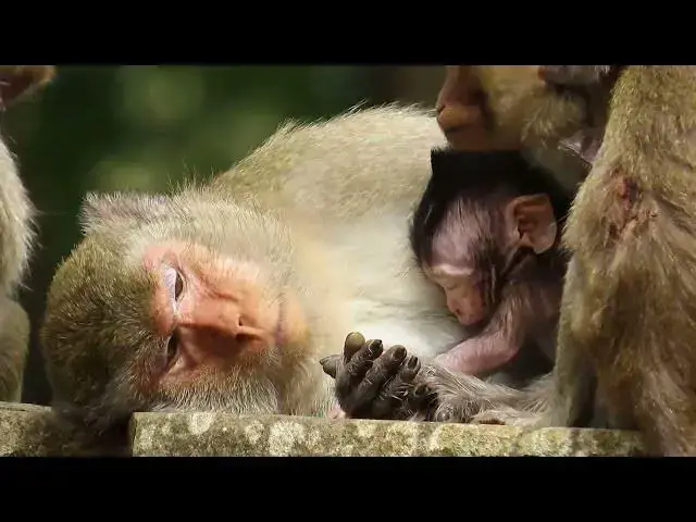 Video thumbnail for Enjoy Babymonkey life in the present#cute #babymonkey #baby
