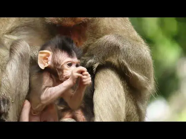 Video thumbnail for Baby cute lifestyle New born#babymonkey #cute #wildlifeentertainment