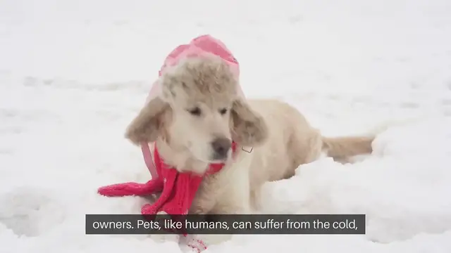 Video thumbnail for Heating Solutions for Pets in Winter