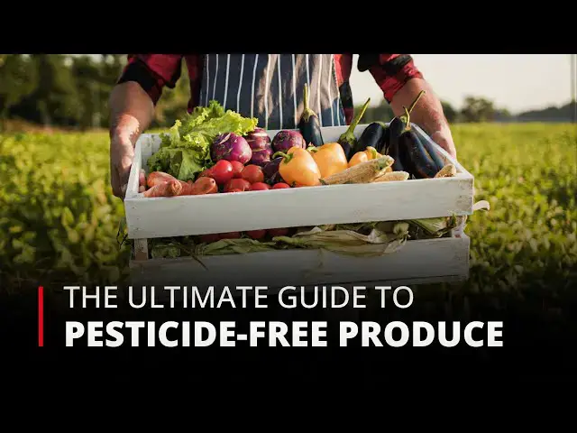 Video thumbnail for Remove Pesticides Easily to Clean Fruits & Veggies But How 🍎🥦 | 12am News