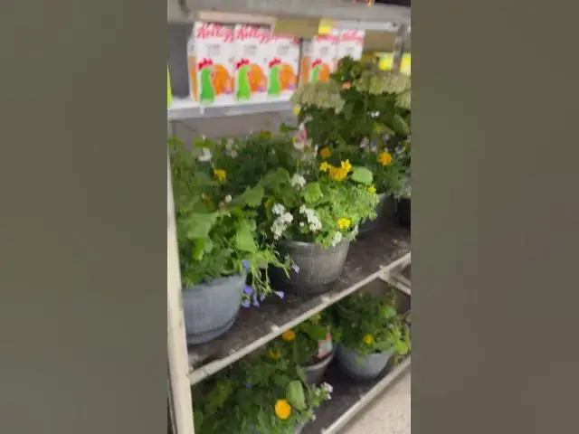 Video thumbnail for Ready for festival ❤️💃￼