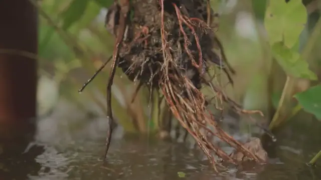 Video thumbnail for Solomon Islands’ Poi Recipe