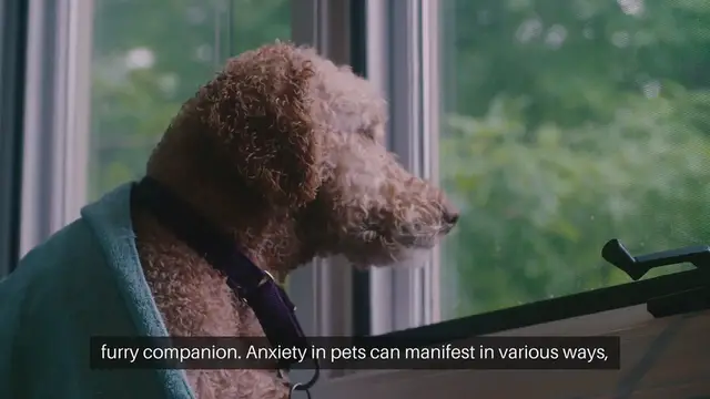 Video thumbnail for Managing Pet Anxiety at Home