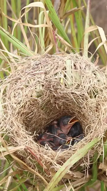 Video thumbnail for Baby Grown Sparrow In Nest EP#017 #nestegg #egglaying #satisfying #nestling #eggproduction  #nesting