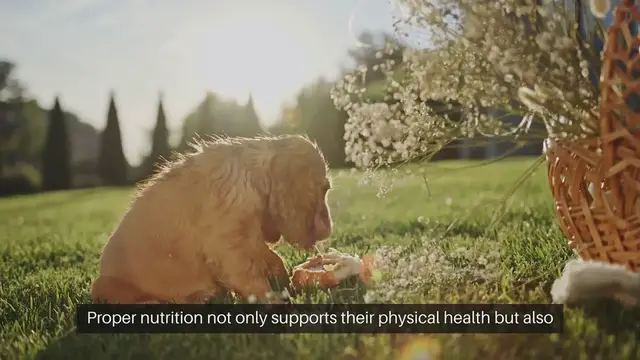 Video thumbnail for Managing Pet Nutrition at Home