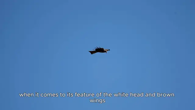 Video thumbnail for Bald Eagle