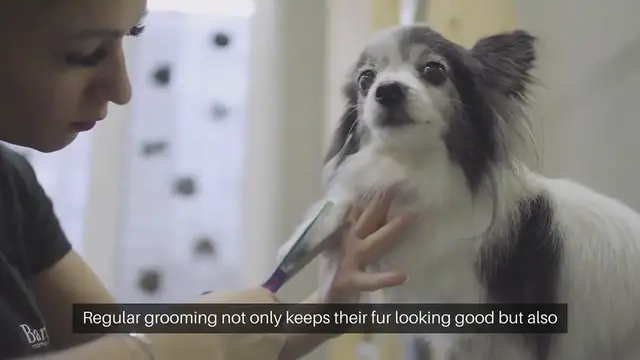 Video thumbnail for Dog Coat Care