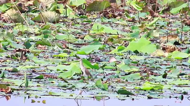 'Video thumbnail for In lake wild bird stay to wait catch food eat'