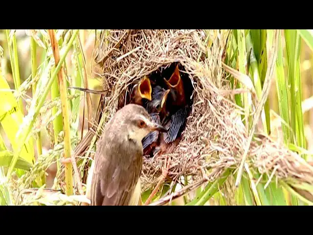 Video thumbnail for Gain Bird Nestbound Noshing: Birds Eating and Waiting