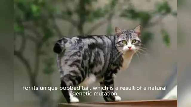 'Video thumbnail for Japanese Bobtail'