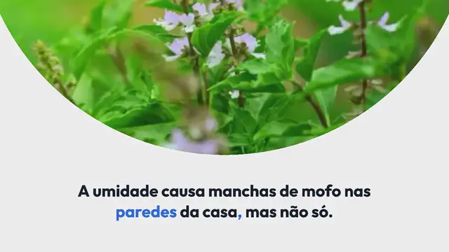 Video thumbnail for Veja como remover facilmente as manchas de mofo mais difíceis dos tecidos