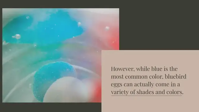 Video thumbnail for Why are bluebird eggs different colors?