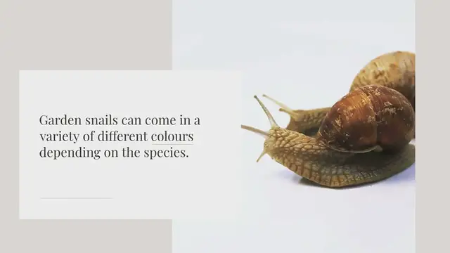 Video thumbnail for What colour are garden snails?