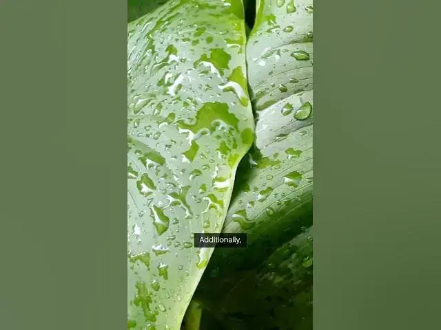 Video thumbnail for Dracaena Plant Care Guide #bloomingbeauty  #beginnergardeners #gardening #greenthumb #garden #facts