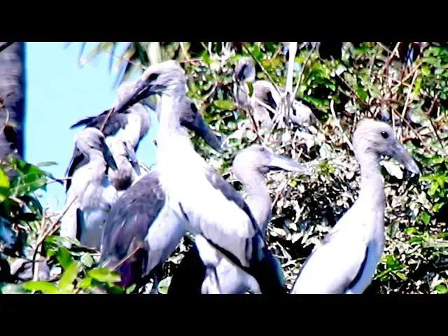 Video thumbnail for Young Bird on Nest Waitng Eat Food on Nest - baby bird eating