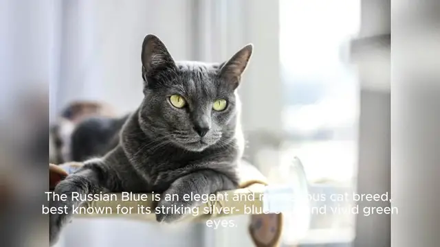 'Video thumbnail for Russian Blue'
