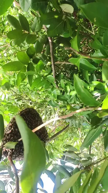'Video thumbnail for Wild honey bee'