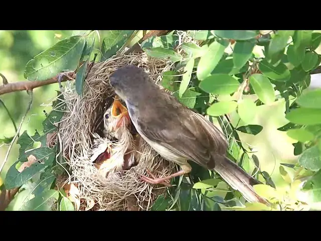 'Video thumbnail for In nest underwater lake, momy wild bird feed food'