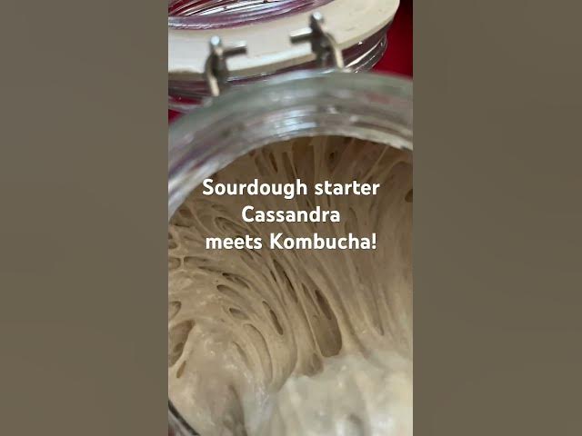 Video thumbnail for Sourdough Starter and Kombucha?