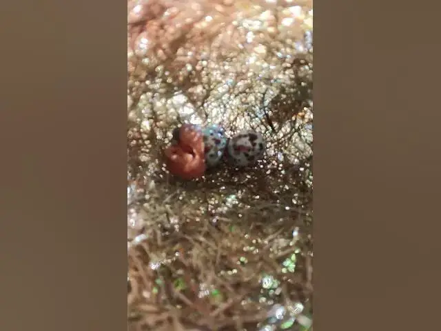 Video thumbnail for New Baby Golden Bird Sparrow  #Species #Eggshells #Feathered #Nests #Egg-laying #Hatching  #egg