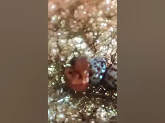 Video thumbnail for #Egg-laying #Hatching  #egg  #birds #egglaying #wildlifebio  #wildlifebiology  #birdeducation