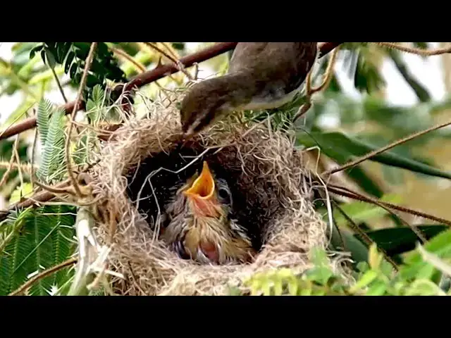 'Video thumbnail for In grass here has nest bird | Baby's cuckoo bird eat food here'
