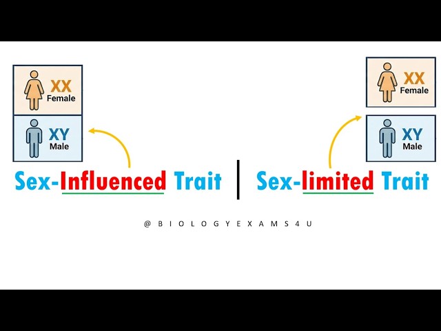 Video thumbnail for Difference between Sex-Influenced Trait and Sex-Limited Trait with example