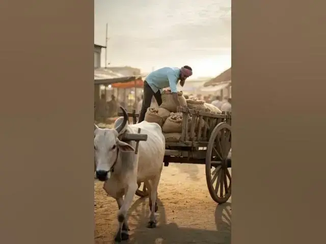 Video thumbnail for সফল আদা চাষী