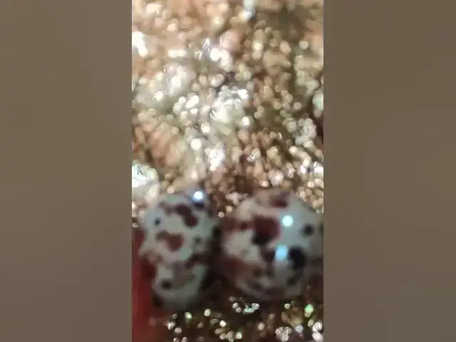 Video thumbnail for #Feathered #Nests #Egg-laying #Hatching  #egg  #birds #egglaying #wildlifebio  #wildlifebiology