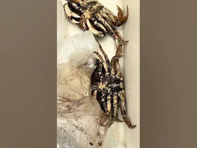 Video thumbnail for Less than stellar day pulling my crab pots, learning lot about multi day soaks!