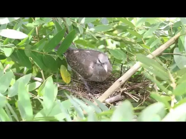 Video thumbnail for Mother's dove bird care babie on nest | cute of wild dove here