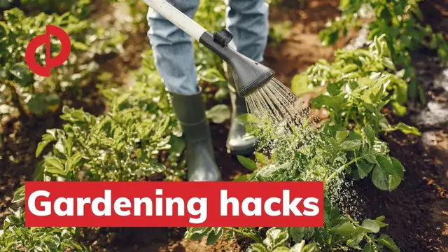 Video thumbnail for Gardening Tips For Beginners | Gardening Mistakes To Avoid