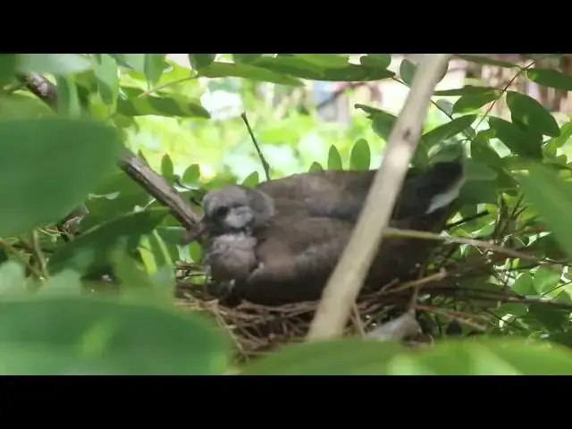 Video thumbnail for Now on nest, wild bove bird stay here