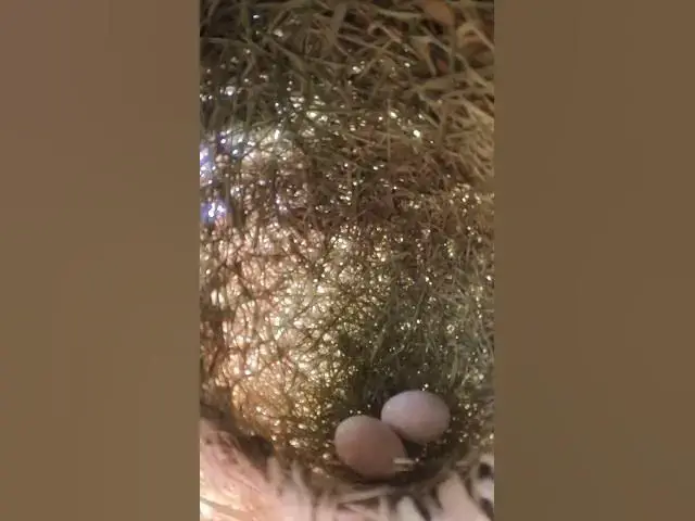 Video thumbnail for Egg Golden Bird Sparrow  #Species #Eggshells #Feathered #Nests #Egg-laying #Hatching
