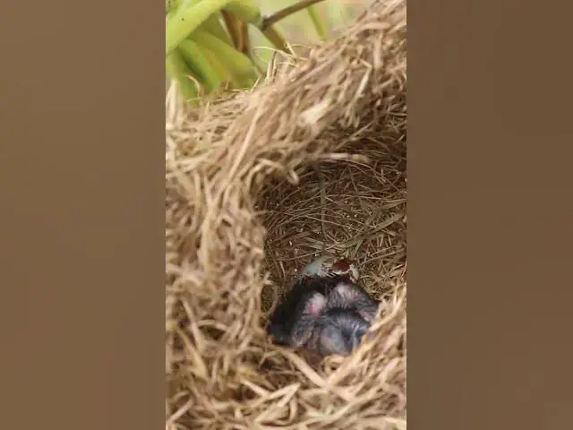 Video thumbnail for The Wild Signle Bird Babies EP#097 #nestegg #egglaying #satisfying #nestling  #birds #baby  #nature