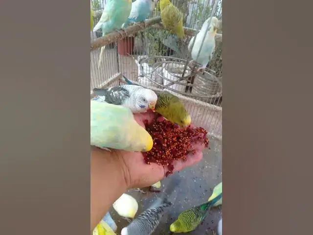 Video thumbnail for 💤 “Feche os olhos por 10 segundos… Depois viaje por 30 40 minutos de sonho”